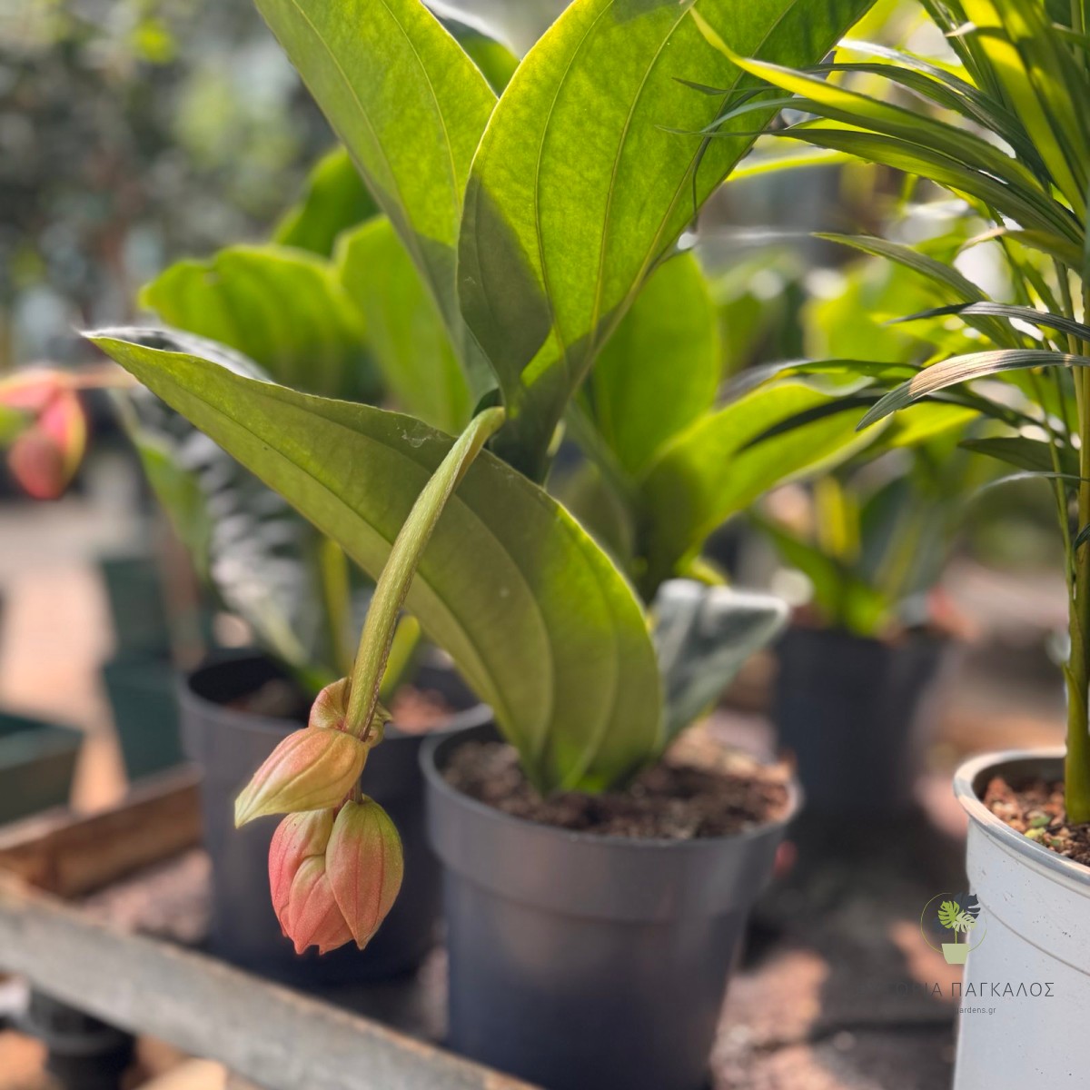 Μεντινίλλα (Medinilla magnifica) - 1